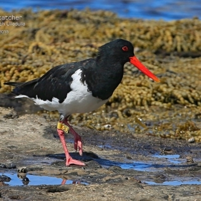 Haematopus longirostris (Australian Pied Oystercatcher) at South Pacific Heathland Reserve - 11 Mar 2015 by Charles Dove
