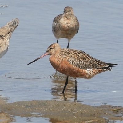 Limosa lapponica (Bar-tailed Godwit) at Shoalhaven Heads, NSW - 28 Feb 2015 by Charles Dove