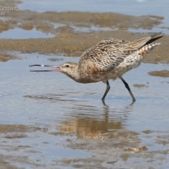 Limosa lapponica at Shoalhaven Heads, NSW - 1 Mar 2015