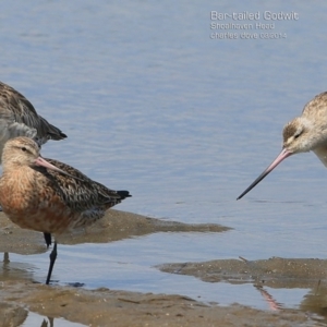 Limosa lapponica at Shoalhaven Heads, NSW - 1 Mar 2015