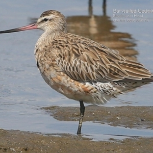 Limosa lapponica at Shoalhaven Heads, NSW - 1 Mar 2015