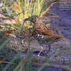 Zoothera lunulata (Bassian Thrush) at Morton National Park - 2 Mar 2015 by CharlesDove