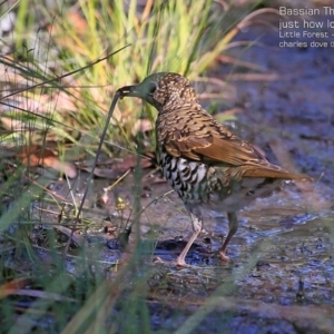 Zoothera lunulata at Morton National Park - 2 Mar 2015