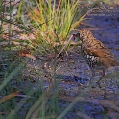 Zoothera lunulata at Morton National Park - 2 Mar 2015