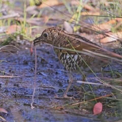 Zoothera lunulata at Morton National Park - 2 Mar 2015