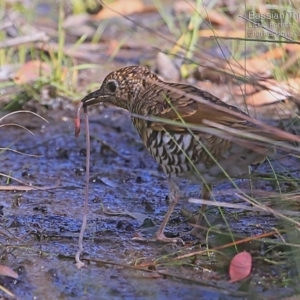 Zoothera lunulata at Morton National Park - 2 Mar 2015 12:00 AM