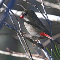 Stagonopleura bella (Beautiful Firetail) at Morton National Park - 2 Mar 2015 by CharlesDove