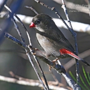 Stagonopleura bella at Morton National Park - 2 Mar 2015