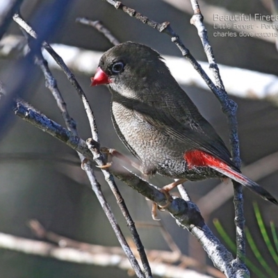 Stagonopleura bella (Beautiful Firetail) at Morton National Park - 1 Mar 2015 by Charles Dove