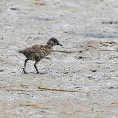 Gallirallus philippensis (Buff-banded Rail) at Burrill Lake, NSW - 3 Mar 2015 by CharlesDove