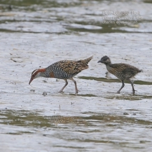 Gallirallus philippensis at Burrill Lake, NSW - 3 Mar 2015