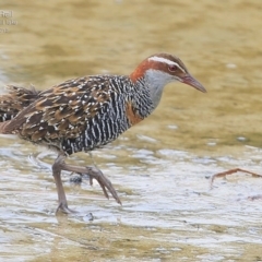 Gallirallus philippensis at Burrill Lake, NSW - 3 Mar 2015 12:00 AM