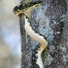 Morelia spilota spilota (Diamond Python) at Conjola Bushcare - 3 Mar 2015 by Charles Dove