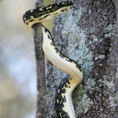 Morelia spilota spilota (Diamond Python) at Conjola Bushcare - 4 Mar 2015 by CharlesDove