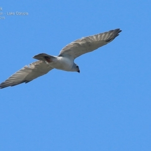 Tachyspiza novaehollandiae at Narrawallee Creek Nature Reserve - 4 Mar 2015