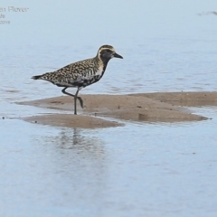 Pluvialis fulva (Pacific Golden Plover) at Comerong Island, NSW - 2 Mar 2015 by Charles Dove