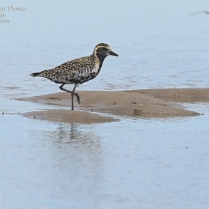 Pluvialis fulva at Comerong Island, NSW - 2 Mar 2015 12:00 AM