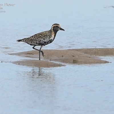 Pluvialis fulva (Pacific Golden-Plover) at Comerong Island, NSW - 1 Mar 2015 by Charles Dove
