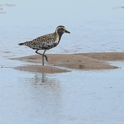 Pluvialis fulva (Pacific Golden Plover) at Comerong Island, NSW - 2 Mar 2015 by CharlesDove