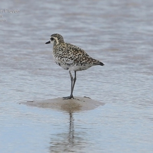 Pluvialis fulva at Comerong Island, NSW - 2 Mar 2015 12:00 AM