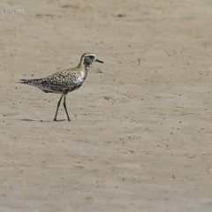 Pluvialis fulva at Comerong Island, NSW - 2 Mar 2015 12:00 AM