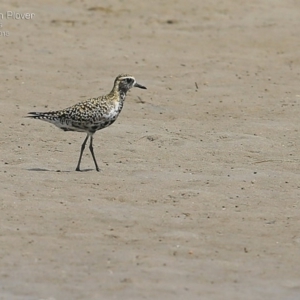 Pluvialis fulva at Comerong Island, NSW - 2 Mar 2015 12:00 AM