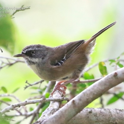 Sericornis frontalis (White-browed Scrubwren) at Wairo Beach and Dolphin Point - 2 Mar 2015 by Charles Dove