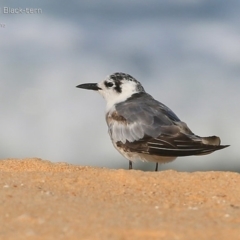 Chlidonias leucopterus (White-winged Black Tern) at Jervis Bay National Park - 2 Mar 2015 by CharlesDove