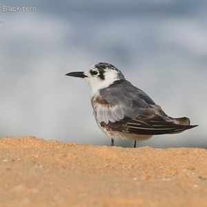 Chlidonias leucopterus at Jervis Bay National Park - 2 Mar 2015 12:00 AM