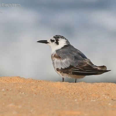 Chlidonias leucopterus (White-winged Black Tern) at Jervis Bay National Park - 1 Mar 2015 by Charles Dove