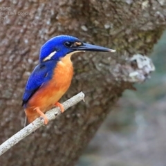 Ceyx azureus (Azure Kingfisher) at Lake Conjola, NSW - 27 Feb 2015 by Charles Dove