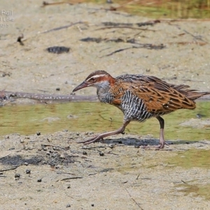 Gallirallus philippensis at Burrill Lake, NSW - 26 Feb 2015