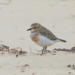 Anarhynchus bicinctus (Double-banded Plover) at Lake Conjola, NSW - 25 Feb 2015 by Charles Dove