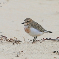 Anarhynchus bicinctus (Double-banded Plover) at Lake Conjola, NSW - 26 Feb 2015 by CharlesDove