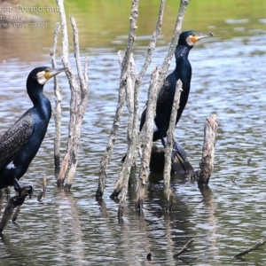 Phalacrocorax carbo at Burrill Lake, NSW - 26 Feb 2015 12:00 AM