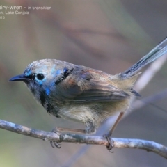 Malurus lamberti (Variegated Fairywren) at Lake Conjola, NSW - 27 Feb 2015 by Charles Dove