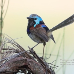 Malurus lamberti at Lake Conjola, NSW - 28 Feb 2015