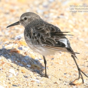 Calidris fuscicollis at Jervis Bay National Park - suppressed