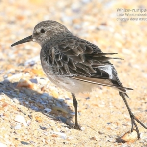 Calidris fuscicollis at Jervis Bay National Park - 27 Feb 2015