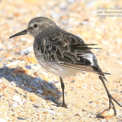 Calidris fuscicollis (White-rumped Sandpiper) at Kinghorne, NSW - 26 Feb 2015 by CharlesDove