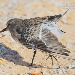 Calidris fuscicollis at Jervis Bay National Park - suppressed