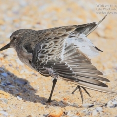 Calidris fuscicollis at Jervis Bay National Park - 27 Feb 2015