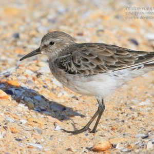 Calidris fuscicollis at Jervis Bay National Park - suppressed