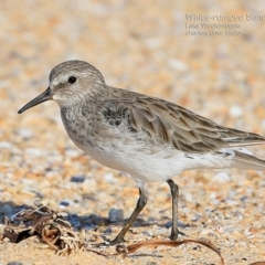 Calidris fuscicollis at Jervis Bay National Park - suppressed