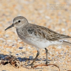 Calidris fuscicollis at Jervis Bay National Park - 27 Feb 2015