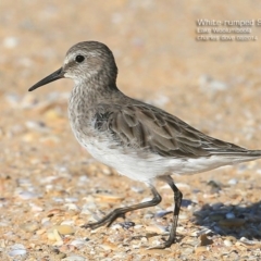 Calidris fuscicollis at Jervis Bay National Park - 27 Feb 2015