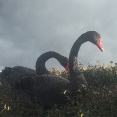 Cygnus atratus (Black Swan) at Parkes, ACT - 6 Jul 2018 by JanetRussell