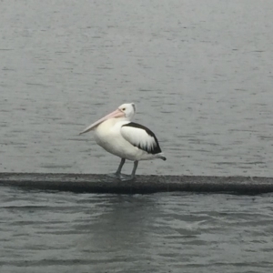 Pelecanus conspicillatus at Canberra, ACT - 6 Jul 2018