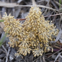 Lomandra multiflora (Many-flowered Matrush) at Illilanga & Baroona - 6 Nov 2010 by Illilanga