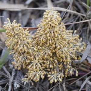 Lomandra multiflora at Illilanga & Baroona - 6 Nov 2010